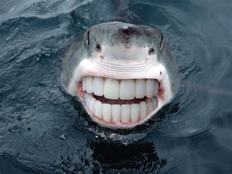 21 Animals With Human Teeth That Are So Weird i Want To Give Them a Dental Plan