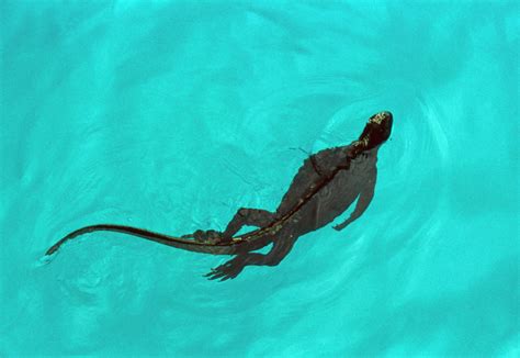 Marine Iguana (amblyrhynchus Cristatus) Swimming Photograph by John ...