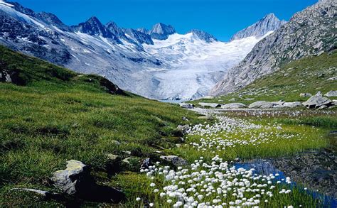 2K free download | Spring in Swiss Alps, flowers, switzerland, snow ...