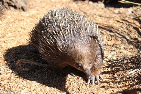 Echidna mating ritual on video with males following female for up to TEN hours a day | Daily ...