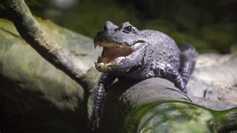 Alligator Snapping Turtle · Tennessee Aquarium