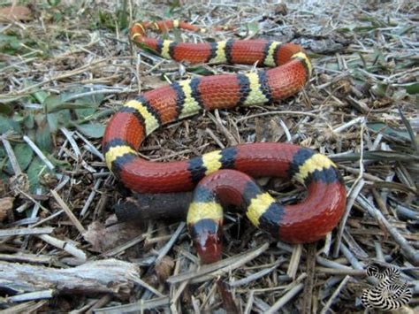 Study finds mimicry increased in scarlet kingsnake snake after disappearance of coral snake