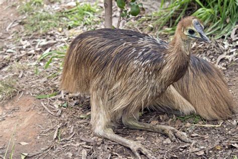 Young cassowary chick stock photo. Image of long, bird - 124838370