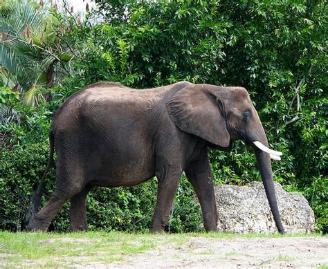 Tusk elephant african pachyderm bull ivory Photo | Free Download