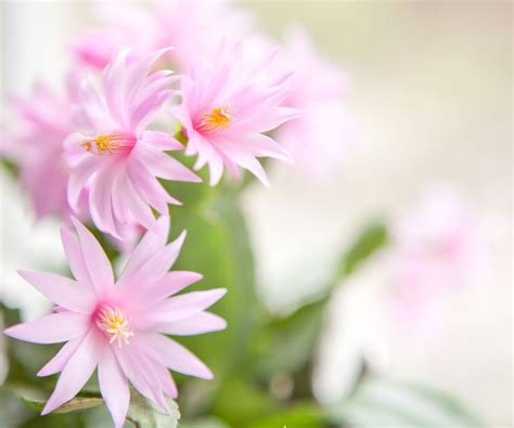 How to grow Easter cactus: expert tips for success | Homes & Gardens