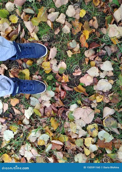 Sneakers on fall foliage stock photo. Image of foliage - 150591160