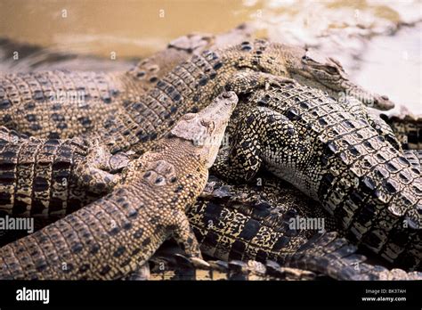 Crocodiles near Darwin Australia Stock Photo - Alamy