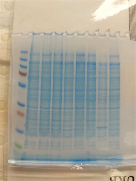 No sign of protein expression from whole cell lysate sds page ...