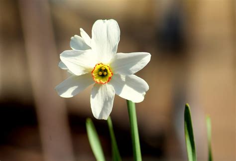 December birth flower: Narcissus & Holly - Growing Family