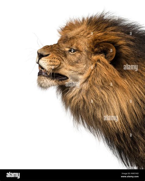 Lion Roar Close Up Stock Photos & Lion Roar Close Up Stock Images - Alamy