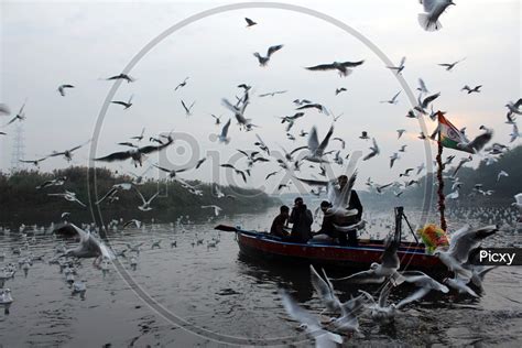 Image of Migratory Birds, Yamuna Ghat, Delhi-KD757450-Picxy