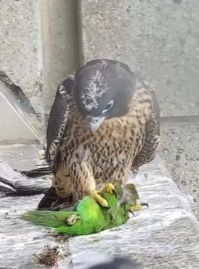 Some different menu on the falcon's nest today. : r/melbourne