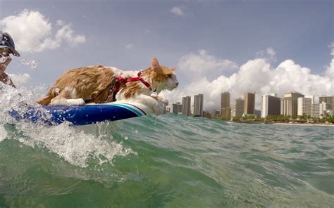 Surfing Cat Blank Template - Imgflip