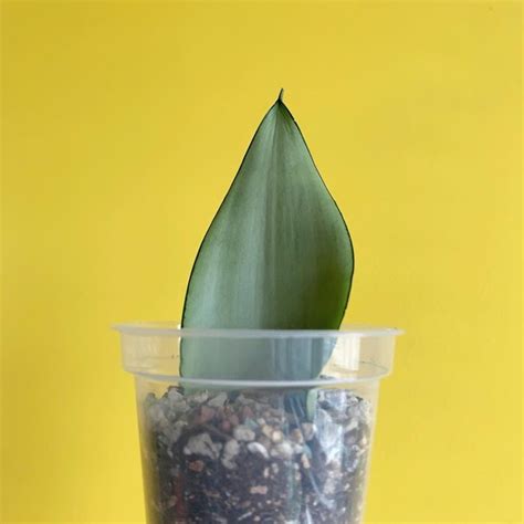 Snake Plant Propagation | How to Propagate Snake Plant