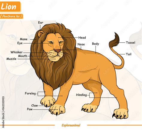 Anatomy of a lion Stock Vector | Adobe Stock