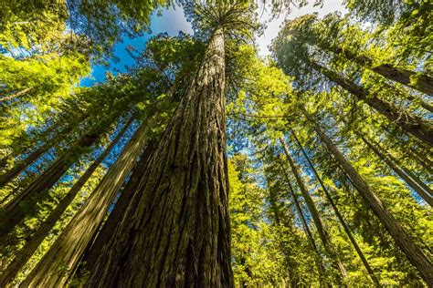 Redwood National Park: The Complete Guide