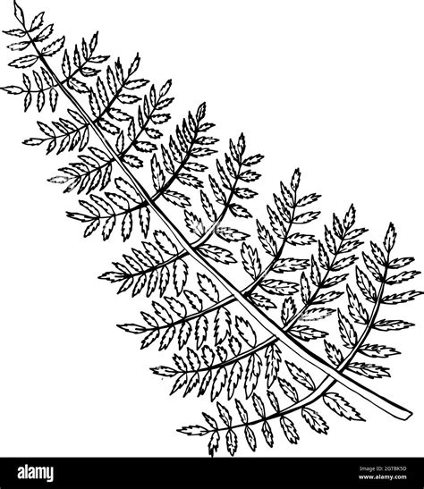 Fern leaf, sketch. Black outline on a white isolated background. Vector Doodle illustration ...