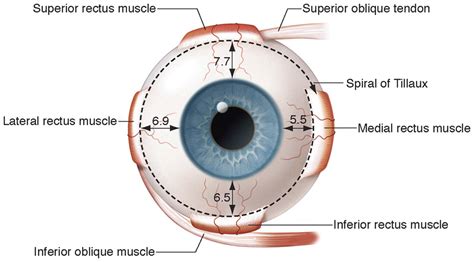 Anatomy of the Extraocular Muscles | Ento Key