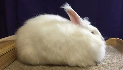 Giant Angora Rabbit Care Sheet | Here Bunny