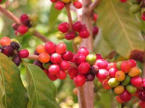Coffee | Coffea arabica | Malcolm Manners | Flickr