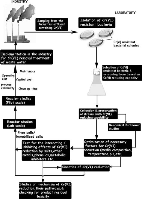 Scheme of hexavalent chromium removal from waste water by bacteria. | Download Scientific Diagram