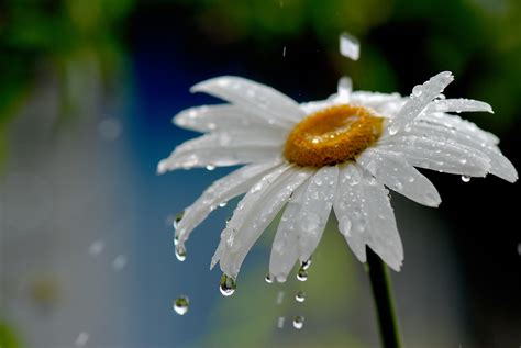 Fonds d'ecran 3872x2592 Matricaire Eau Pluie En gros plan Goutte Fleurs télécharger photo