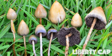 Fungi: Liberty Caps vs Death Caps