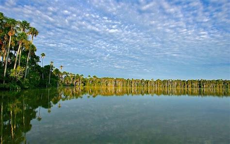 Tambopata National Reserve | Low Amazon Rainforest | Madre de Dios | Clay Licks, Jaguar, Heath ...