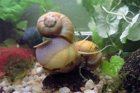 Aquarium Snails | Aquarium Snail Types & Info - Aquariadise