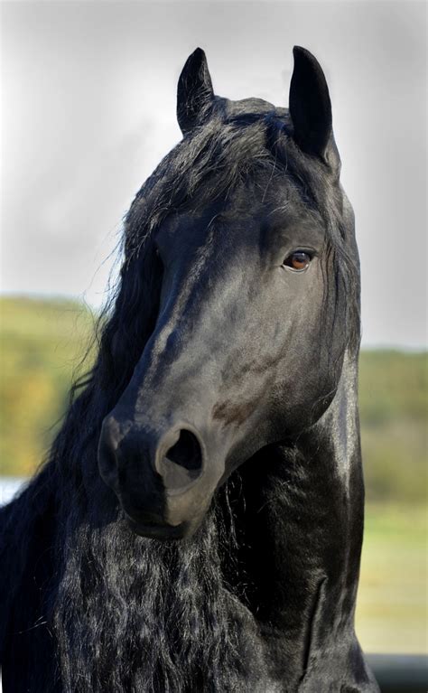 583 best Horse Breeds: Friesian Horses images on Pinterest | Friesian ...