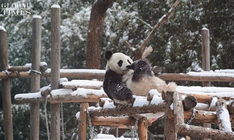 Giant pandas playing in the snow - Global Times