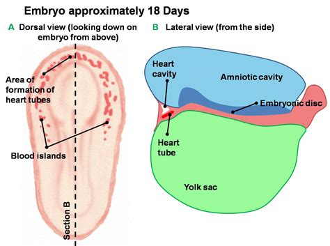 File:Early Development of Heart Tube.jpg - Embryology