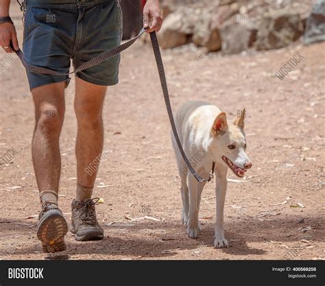 Unique Albino Dingo Image & Photo (Free Trial) | Bigstock