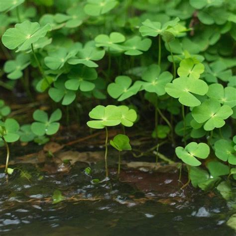 Marsilea Crenata - Free Shipping Live Aquarium Plants - Aquarium Plants Factory