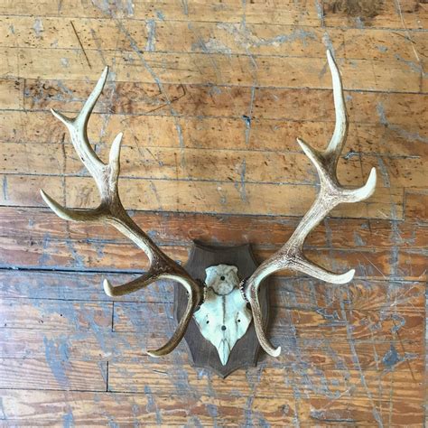 Pair of Mounted Stag Antlers at 1stDibs