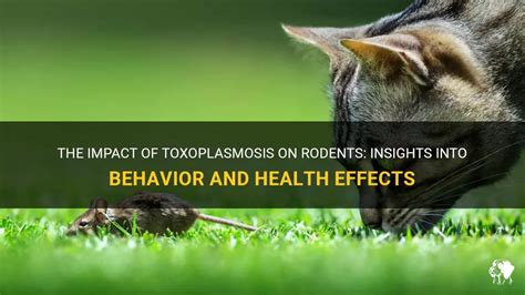 The Impact Of Toxoplasmosis On Rodents: Insights Into Behavior And Health Effects | PetShun