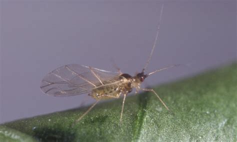 green peach aphid - Myzus persicae (Sulzer)