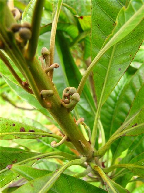 Canistel Tree - Pouteria campechiana