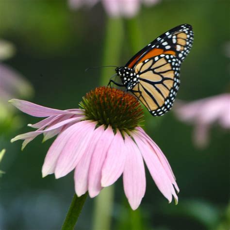 Native Plants for Pollinators - Pleasant View Gardens