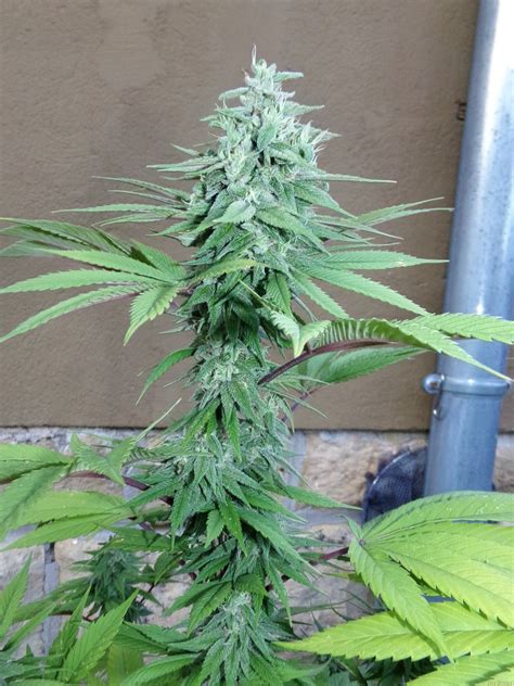 Girl Scout Cookies from Zamnesia | strains.io | cannabis marijuana ...