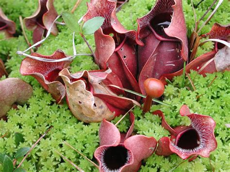 Pitcher Plant Flower