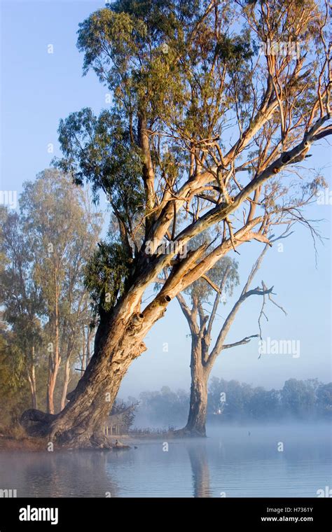 River red gum trees, ( E. camaldulensis) hang majestically over fog shrouded Murray River, down ...