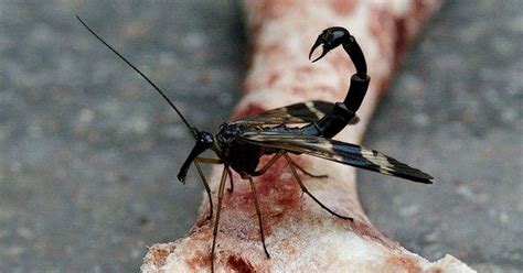 SCORPION FLY - Stunning Interesting Facts