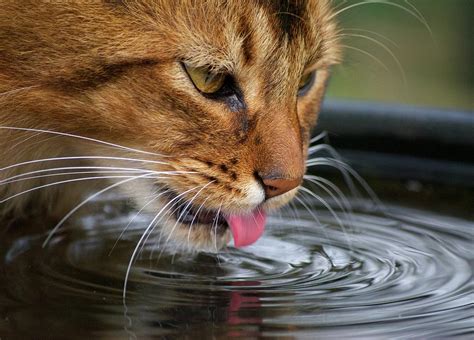 Cat Drinking Water by Lisa Beattie