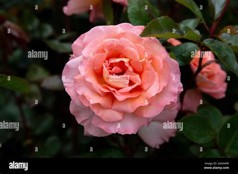 Heart Throb - Hybrid Tea Harkness Rose Stock Photo - Alamy