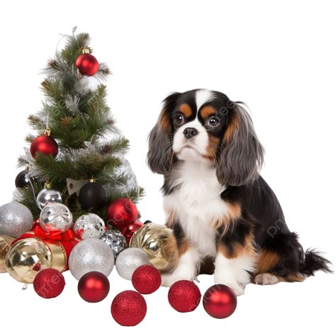 Cavalier King Charles Spaniel In Front Of A Christmas Scenery, Christmas Pet, Christmas Dog, Dog ...