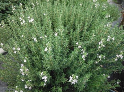 Thymus vulgaris(Thyme) - Richard Lyons Nursery, Inc.