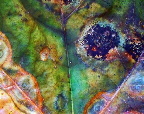 autumn abstraction | abstract patterns made by water in fall… | psyberartist | Flickr