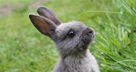 Rabbit Symbolism and Meaning as Spirit, Totem, and Power Animal ...