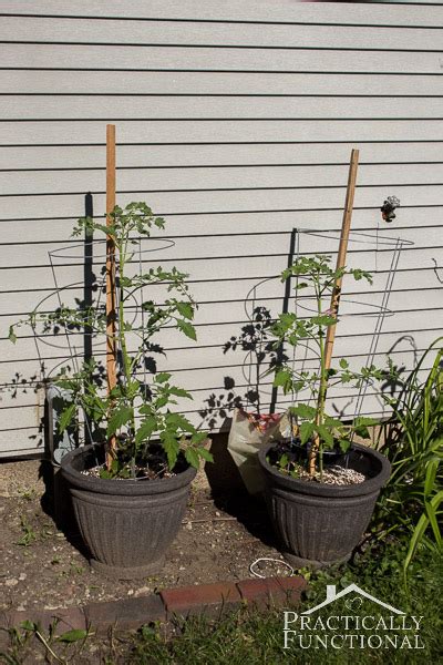 How To Transplant Tomato Seedlings Into Larger Containers